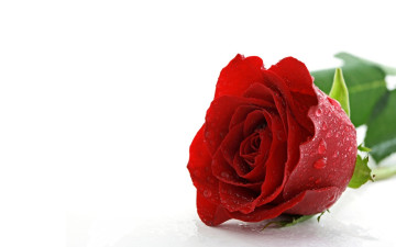 Картинка цветы розы цветок