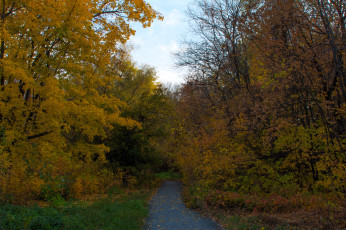 Картинка природа дороги лес осень дорога