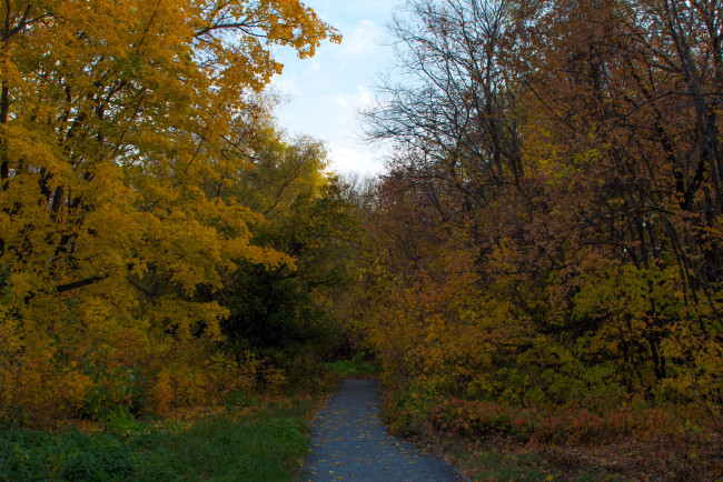 Обои картинки фото природа, дороги, лес, осень, дорога