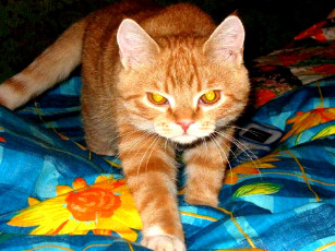 Картинка животные коты