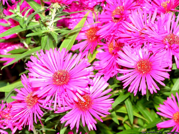 Обои картинки фото цветы, астры