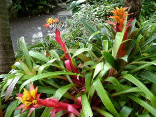 Картинка can you find the paper kite butterfly животные бабочки