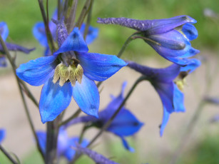 Картинка цветы дельфиниум