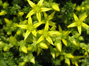 Картинка цветы каланхоэ