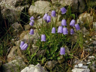 Картинка цветы колокольчики