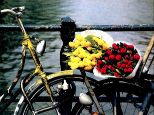 Картинка цветы тюльпаны