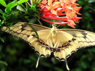 Картинка just hanging out животные бабочки