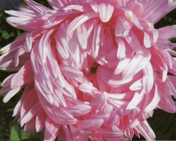 Обои картинки фото цветы, астры