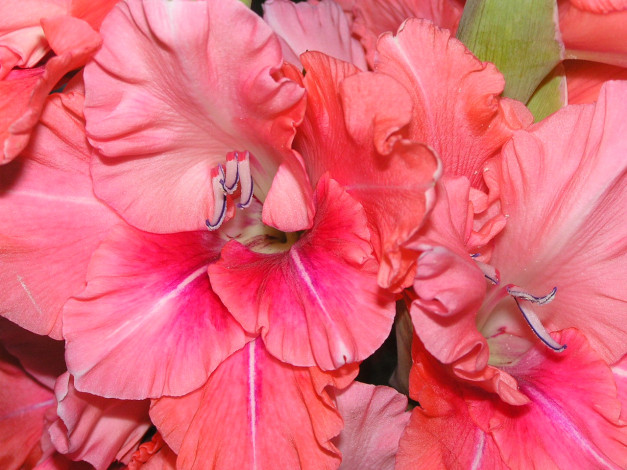 Обои картинки фото цветы, гладиолусы