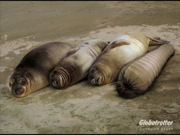 Обои картинки фото юмор, приколы