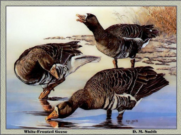 Обои картинки фото рисованные, животные, птицы, утки