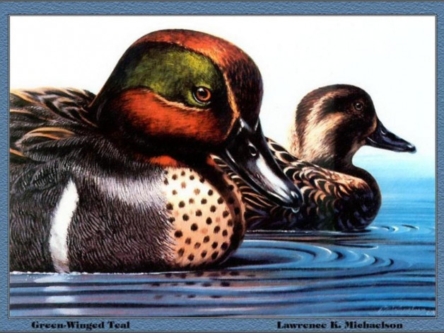 Обои картинки фото рисованные, животные, птицы, утки