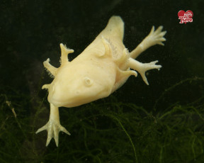 Картинка животные другое