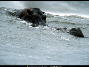Картинка животные бегемоты
