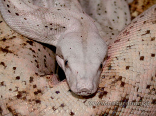 Картинка животные змеи питоны кобры