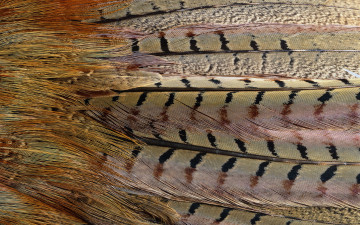 Картинка разное перья