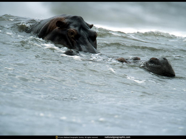 Обои картинки фото животные, бегемоты