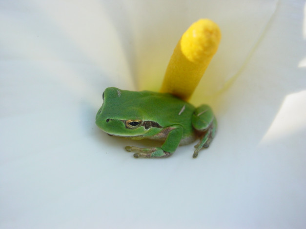 Обои картинки фото животные, лягушки