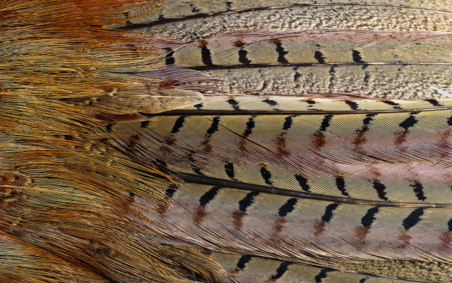 Обои картинки фото разное, перья