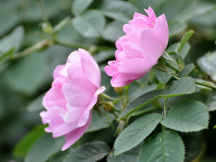 Картинка цветы шиповник