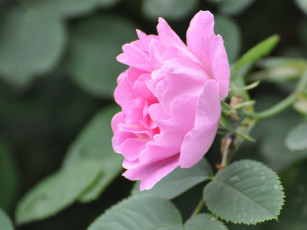 Картинка цветы шиповник