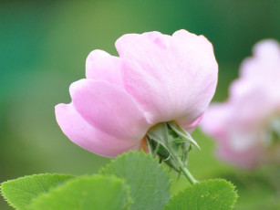 Картинка цветы шиповник