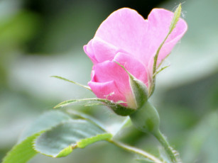 Картинка цветы шиповник