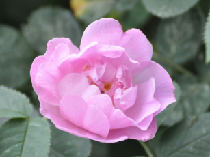 Картинка цветы шиповник