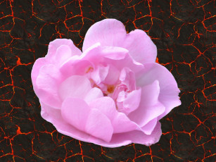 Картинка цветы шиповник