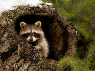 Картинка животные еноты