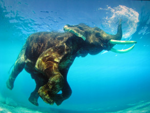 Картинка животные слоны