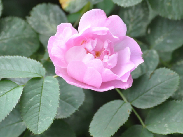 Обои картинки фото цветы, шиповник