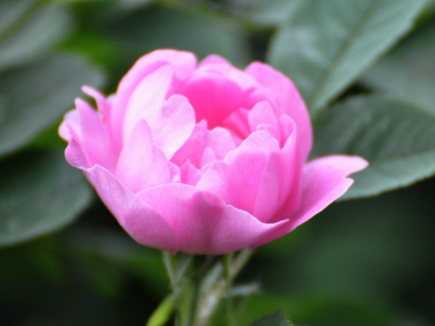 Обои картинки фото цветы, шиповник