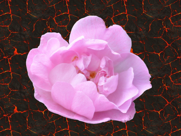 Обои картинки фото цветы, шиповник