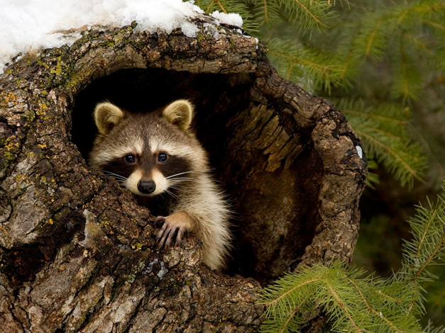 Обои картинки фото животные, еноты