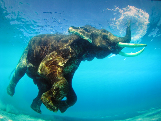 Обои картинки фото животные, слоны