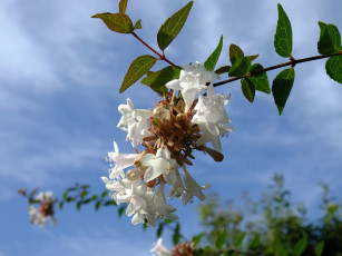 Картинка цветы цветущие деревья кустарники ветка листья