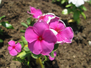 Картинка цветы флоксы лето