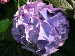 Картинка цветы гортензия круглый шар сиреневый
