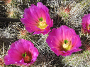 Картинка цветы кактусы