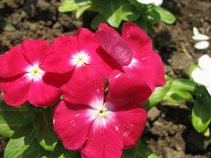 Картинка цветы катарантусы лето