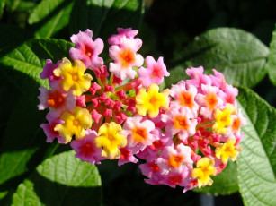 Картинка цветы лантана вербена листья