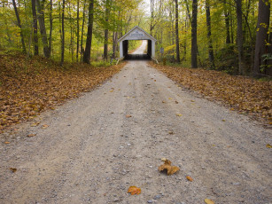 Картинка природа дороги мост лес