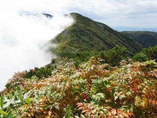 Картинка природа горы туман рябина