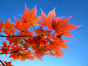 Картинка природа листья осень