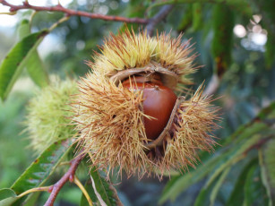 Картинка природа шишки жёлуди каштаны ветка плод