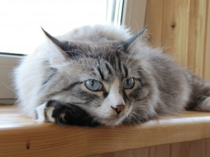 Картинка животные коты cat