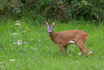 Картинка животные олени трава лес