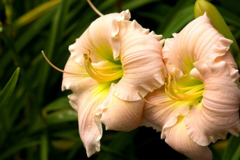 Картинка цветы лилии лилейники бежевый нежность