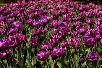 Картинка цветы тюльпаны много лиловый